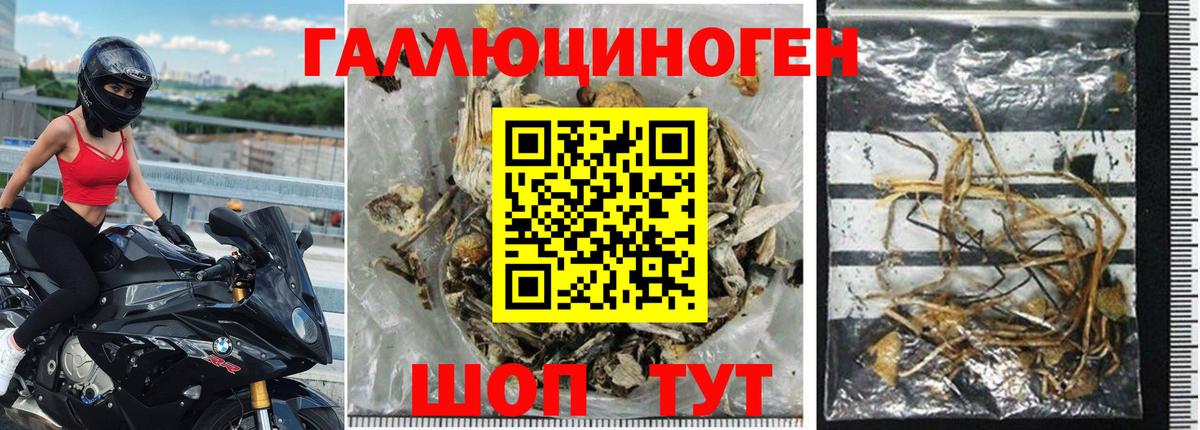Псилоцибиновые грибы Cubensis Черкесск